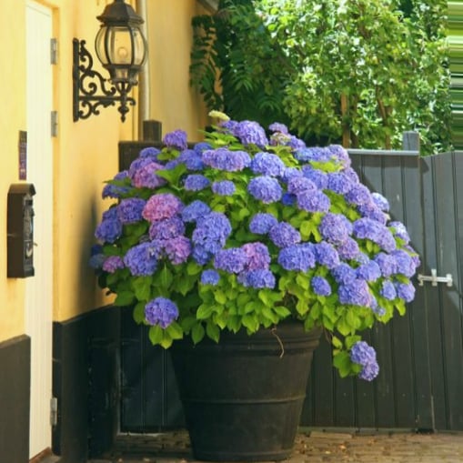 💐🎁Last Day 75% OFF - Outdoor Artificial Hydrangea Flowers