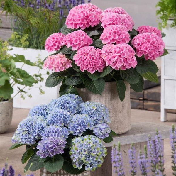 💐🎁Last Day 75% OFF - Outdoor Artificial Hydrangea Flowers