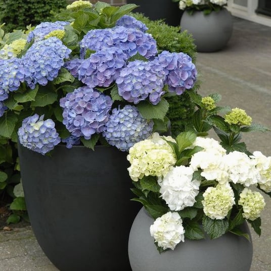 💐🎁Last Day 75% OFF - Outdoor Artificial Hydrangea Flowers