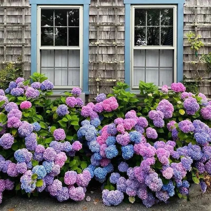 💐🎁Last Day 75% OFF - Outdoor Artificial Hydrangea Flowers