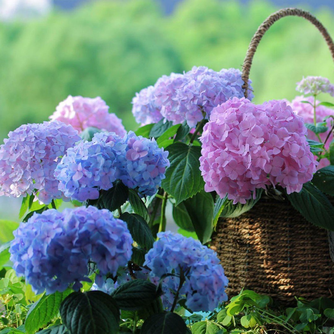 💐🎁Last Day 75% OFF - Outdoor Artificial Hydrangea Flowers