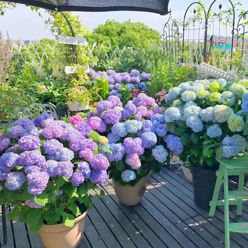 💐🎁Last Day 75% OFF - Outdoor Artificial Hydrangea Flowers